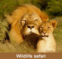 WILDLIFE SAFARI